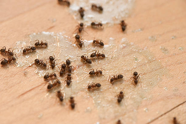Best Mosquito Control Services  in Hillsdale, NJ