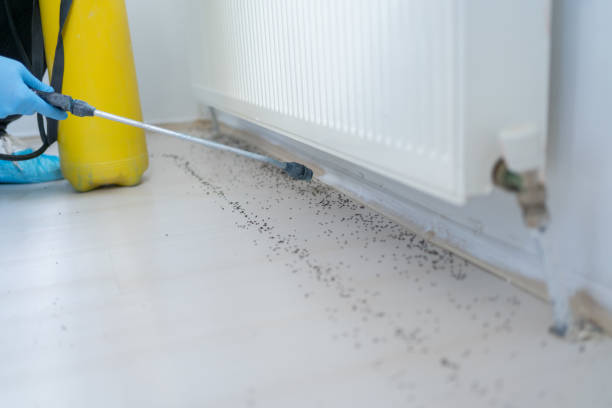Best Ant Control Services  in Hillsdale, NJ